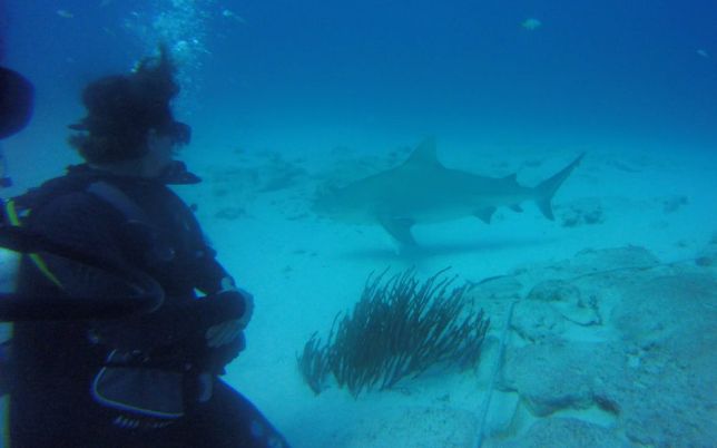 Buceo con tiburon toro Buceo con tiburon toro
