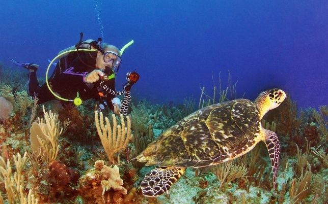 Buceo en Cozumel Buceo en Cozumel