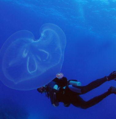 dive riviera maya 2