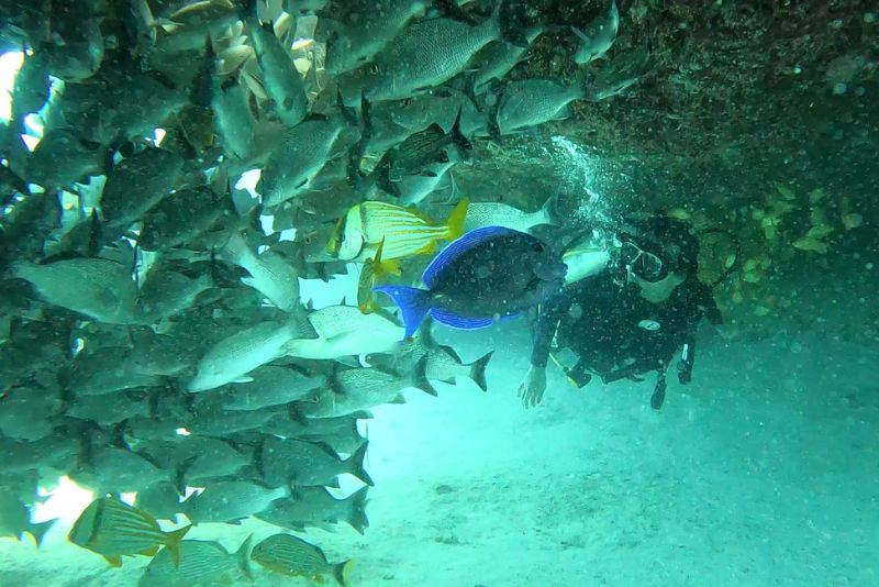 dive riviera maya quienes somos